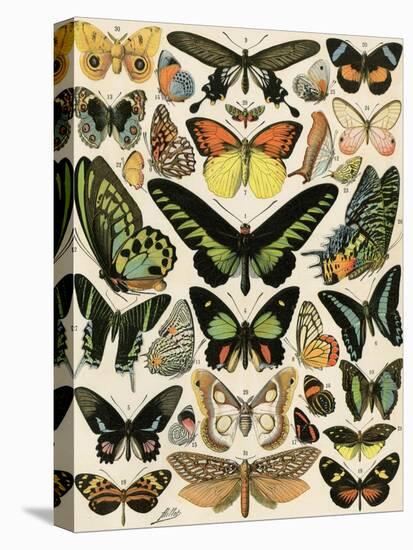 Butterflies and Moths not native to Europe-null-Stretched Canvas