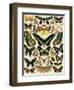 Butterflies and Moths not native to Europe-null-Framed Giclee Print