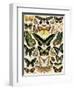 Butterflies and Moths not native to Europe-null-Framed Giclee Print