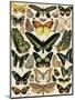 Butterflies and Moths not native to Europe-null-Mounted Giclee Print