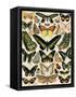 Butterflies and Moths not native to Europe-null-Framed Stretched Canvas