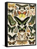 Butterflies and Moths not native to Europe-null-Framed Stretched Canvas