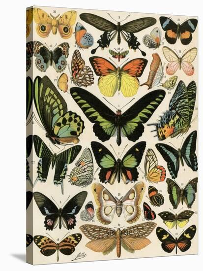 Butterflies and Moths not native to Europe-null-Stretched Canvas