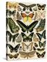 Butterflies and Moths not native to Europe-null-Stretched Canvas