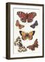 Butterflies and Moths-null-Framed Art Print