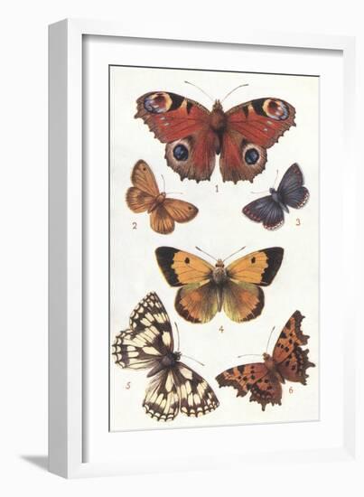 Butterflies and Moths-null-Framed Art Print