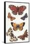 Butterflies and Moths-null-Framed Stretched Canvas