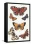 Butterflies and Moths-null-Framed Stretched Canvas