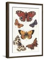 Butterflies and Moths-null-Framed Art Print