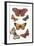 Butterflies and Moths-null-Framed Art Print