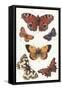 Butterflies and Moths-null-Framed Stretched Canvas