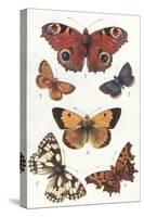 Butterflies and Moths-null-Stretched Canvas