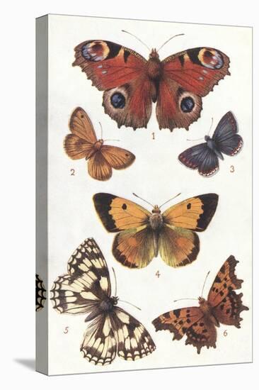 Butterflies and Moths-null-Stretched Canvas