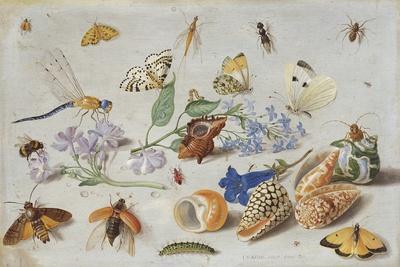 https://imgc.allpostersimages.com/img/posters/butterflies-and-other-insects-1661_u-L-PPRPU60.jpg?artPerspective=n