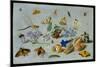 Butterflies and Other Insects, 1661-Jan Van, The Elder Kessel-Mounted Giclee Print