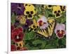 Butterflies and Pansies-William Vanderdasson-Framed Giclee Print