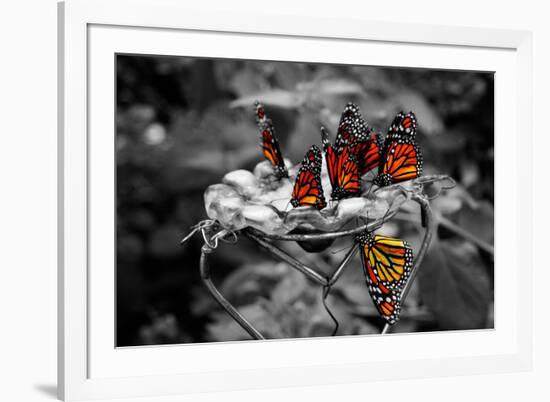 Butterflies at the Bronx Zoo NYC Poster-null-Framed Photo