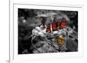 Butterflies at the Bronx Zoo NYC Poster-null-Framed Photo