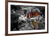 Butterflies at the Bronx Zoo NYC Poster-null-Framed Photo