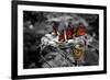 Butterflies at the Bronx Zoo NYC Poster-null-Framed Photo