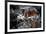 Butterflies at the Bronx Zoo NYC Poster-null-Framed Photo