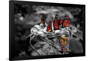 Butterflies at the Bronx Zoo NYC Poster-null-Framed Photo