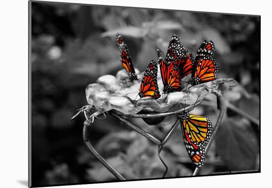 Butterflies at the Bronx Zoo NYC-null-Mounted Poster