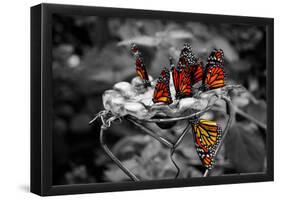 Butterflies at the Bronx Zoo NYC-null-Framed Poster