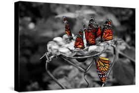 Butterflies at the Bronx Zoo NYC-null-Stretched Canvas