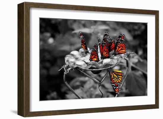 Butterflies at the Bronx Zoo NYC-null-Framed Photo