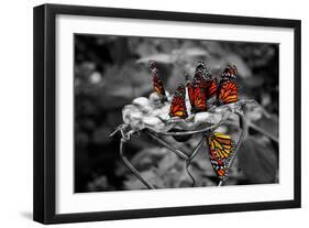 Butterflies at the Bronx Zoo NYC-null-Framed Photo