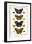 Butterflies, Blue Morphos,-Albertus Seba-Framed Art Print