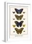 Butterflies, Blue Morphos,-Albertus Seba-Framed Art Print