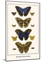 Butterflies, Blue Morphos,-Albertus Seba-Mounted Art Print