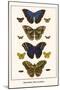 Butterflies, Blue Morphos,-Albertus Seba-Mounted Art Print