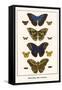 Butterflies, Blue Morphos,-Albertus Seba-Framed Stretched Canvas