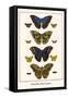 Butterflies, Blue Morphos,-Albertus Seba-Framed Stretched Canvas