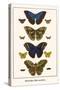 Butterflies, Blue Morphos,-Albertus Seba-Stretched Canvas