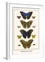 Butterflies, Blue Morphos,-Albertus Seba-Framed Art Print