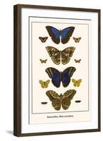 Butterflies, Blue Morphos,-Albertus Seba-Framed Art Print