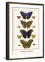 Butterflies, Blue Morphos,-Albertus Seba-Framed Art Print