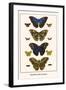 Butterflies, Blue Morphos,-Albertus Seba-Framed Art Print