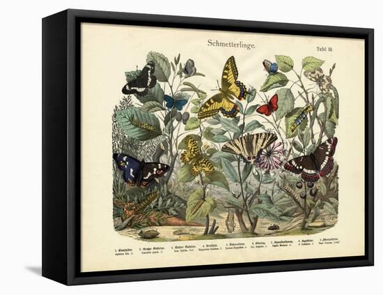 Butterflies, C.1860-null-Framed Stretched Canvas