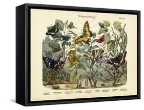 Butterflies, C.1860-null-Framed Stretched Canvas