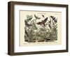 Butterflies, C.1860-null-Framed Giclee Print