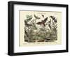 Butterflies, C.1860-null-Framed Giclee Print