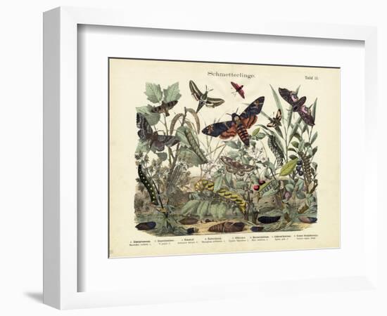 Butterflies, C.1860-null-Framed Giclee Print