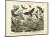 Butterflies, C.1860-null-Mounted Giclee Print