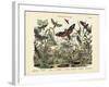 Butterflies, C.1860-null-Framed Giclee Print