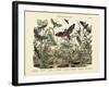 Butterflies, C.1860-null-Framed Giclee Print